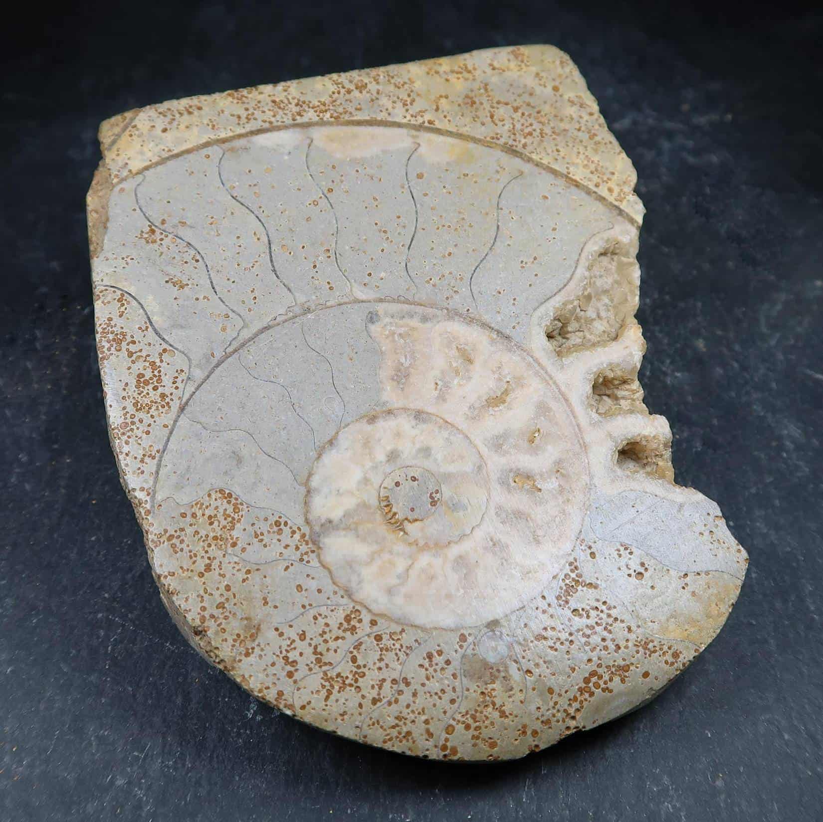 What is *inside* this Ammonite?