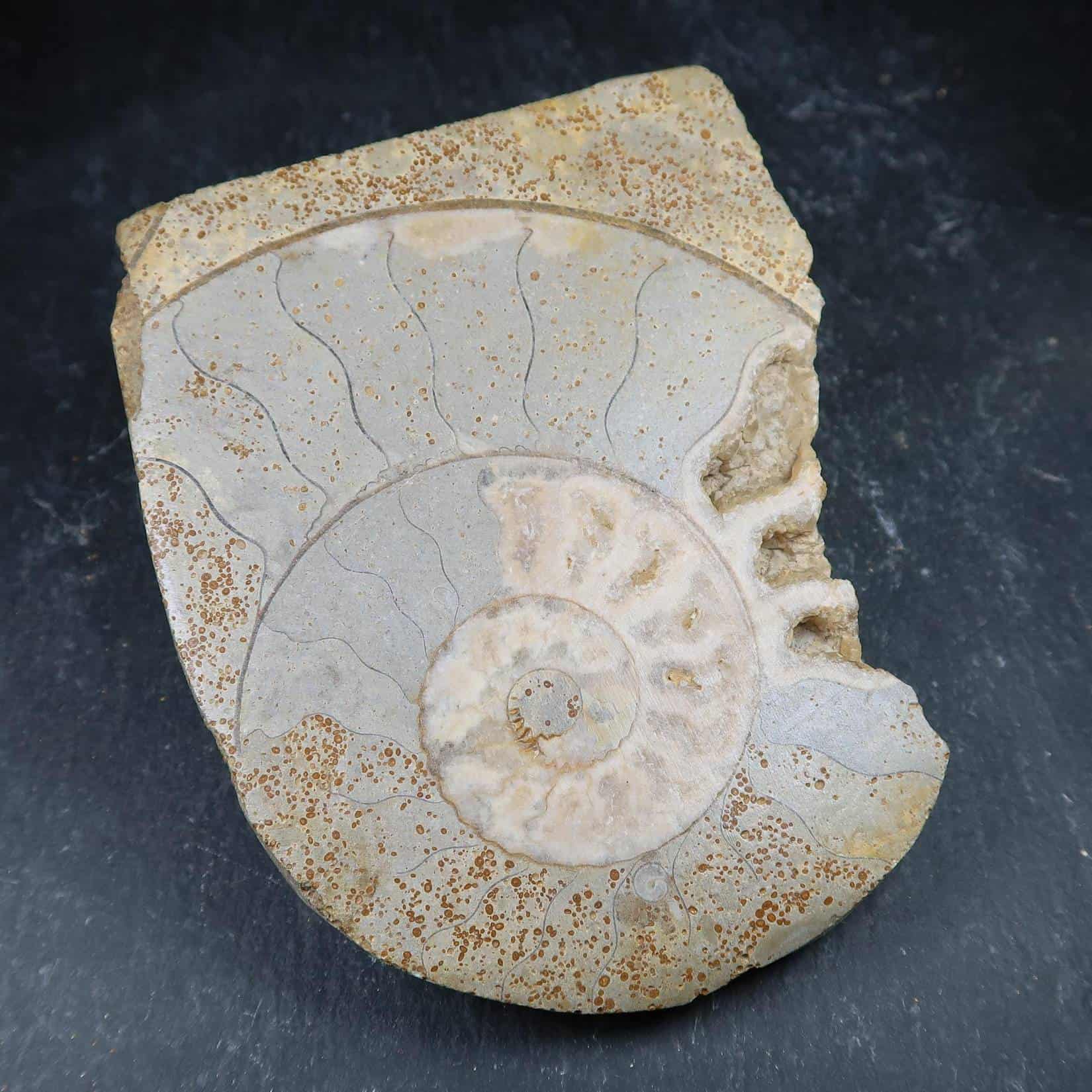 Ammonite With Gastropod Inclusion (4)