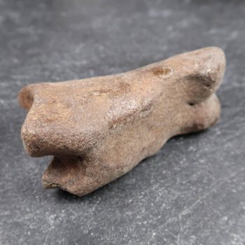 Auroch Ankle Bones From Holland (1)