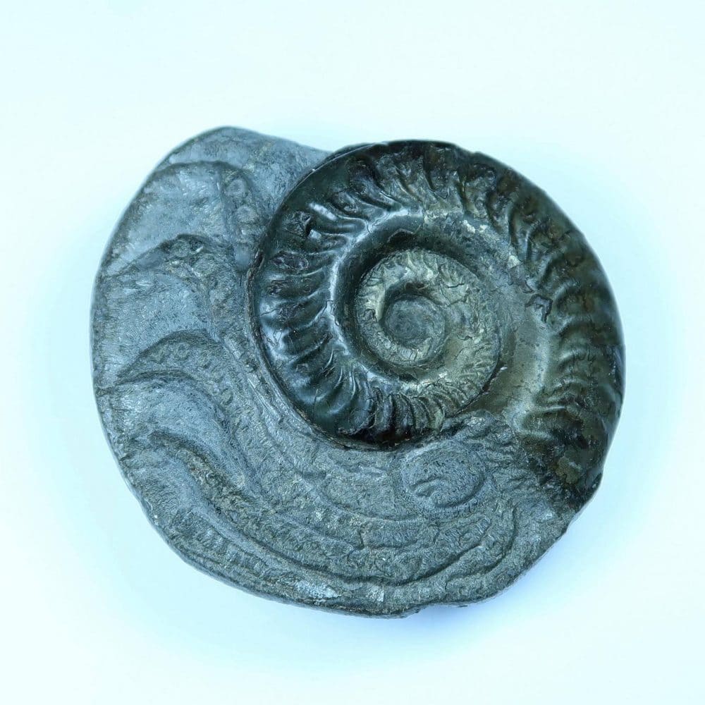 hildoceras ammonite carving (2)
