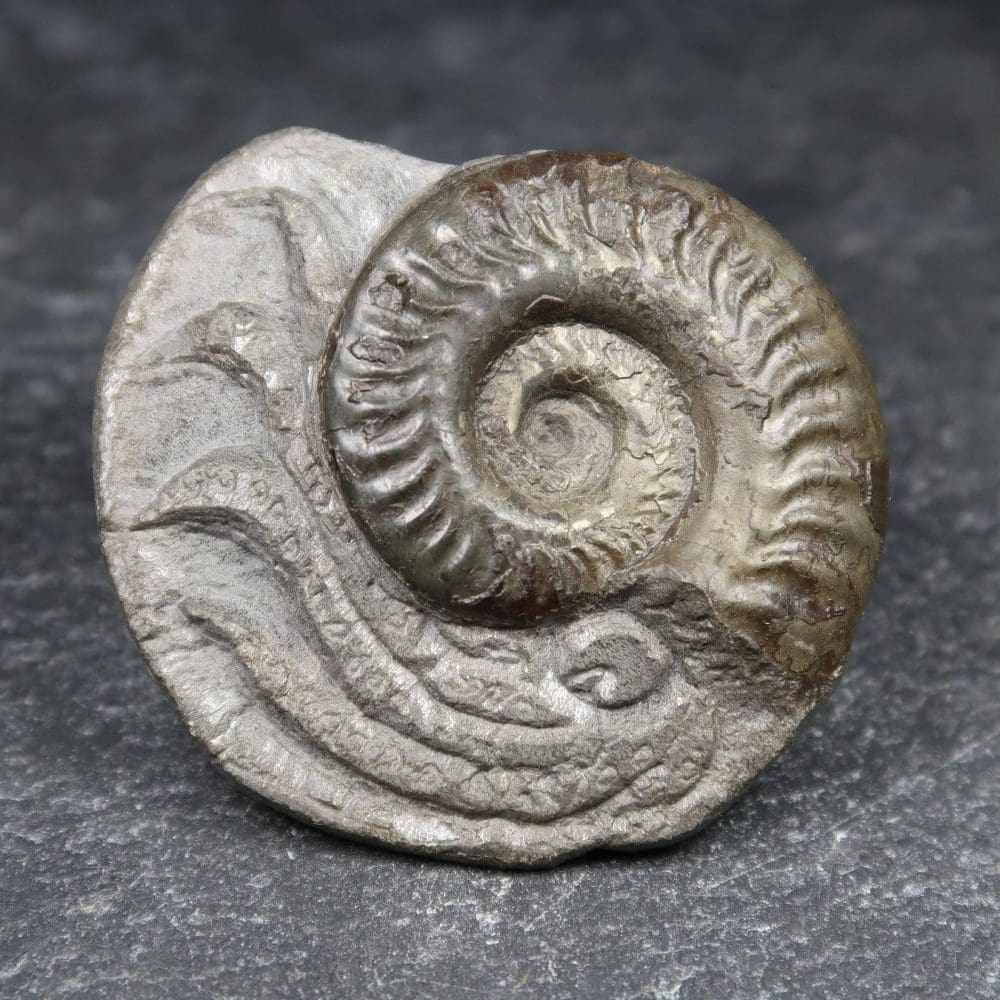 hildoceras ammonite carving (4)