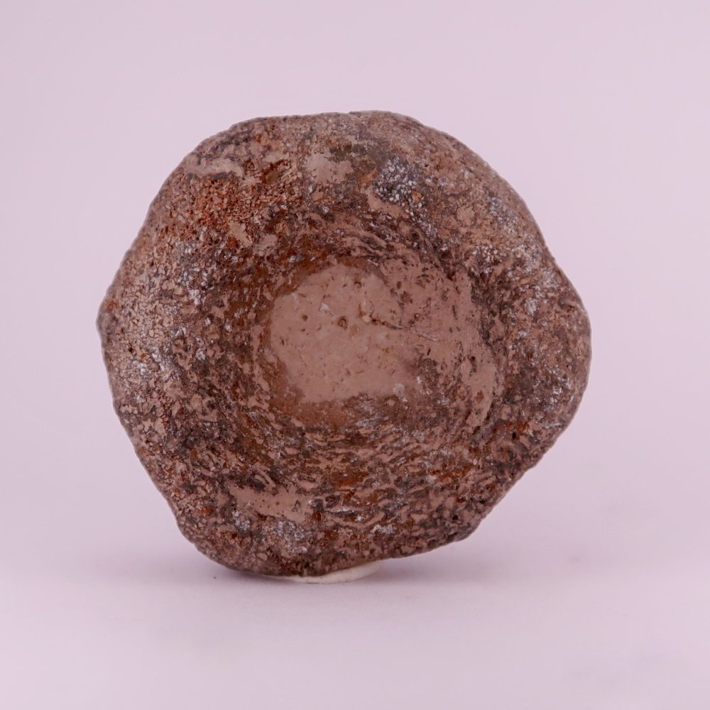 ichthyosaur vertebrae