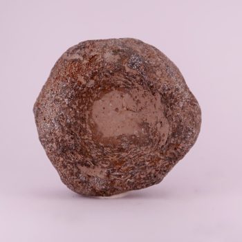 ichthyosaur vertebrae