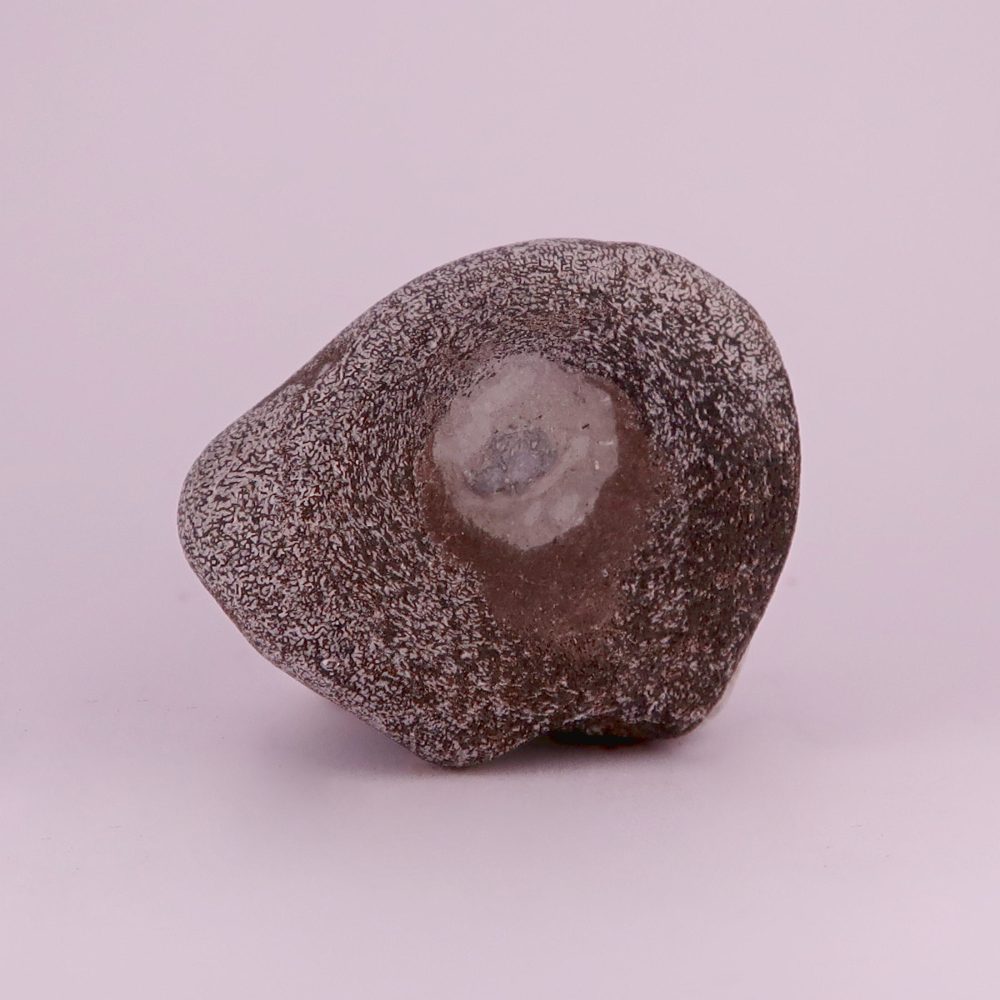 ichthyosaur vertebrae