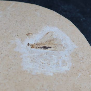 Insect and Fly Fossils