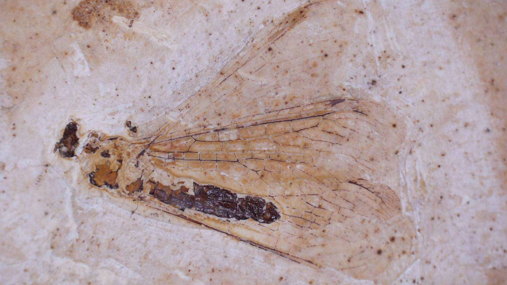 Lacewing Insect Fossil Flies From Brazil (2)