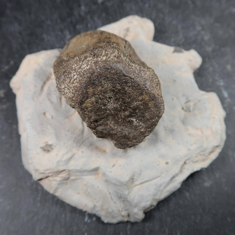 Plesiosaur Vertebrae on matrix | Buy Plesiosaur Fossils UK