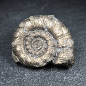 Ammonite Fossils for sale in the UK