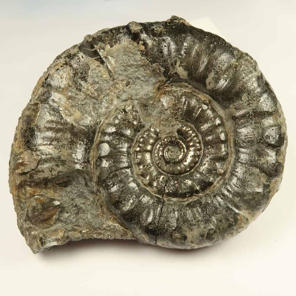 eoderoceras ammonites