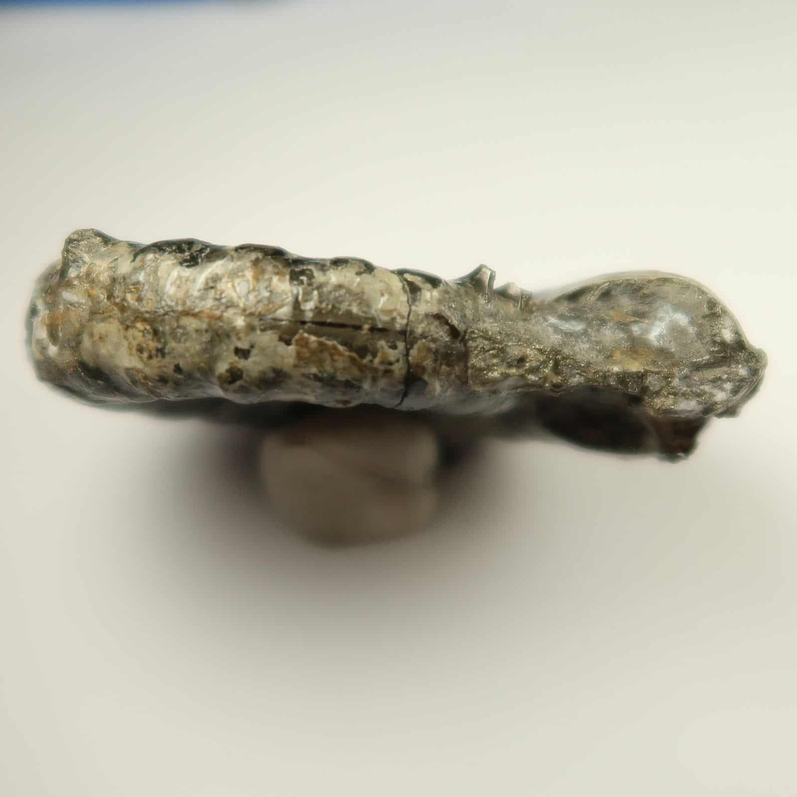 Eoderoceras bispingerum Ammonites - Buy Ammonite Fossils - UK Shop