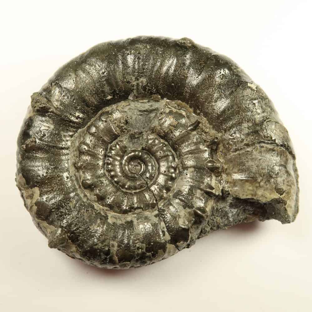 eoderoceras ammonites