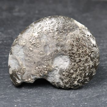 pyritised oxynoticeras ammonite fossil from charmouth uk 2