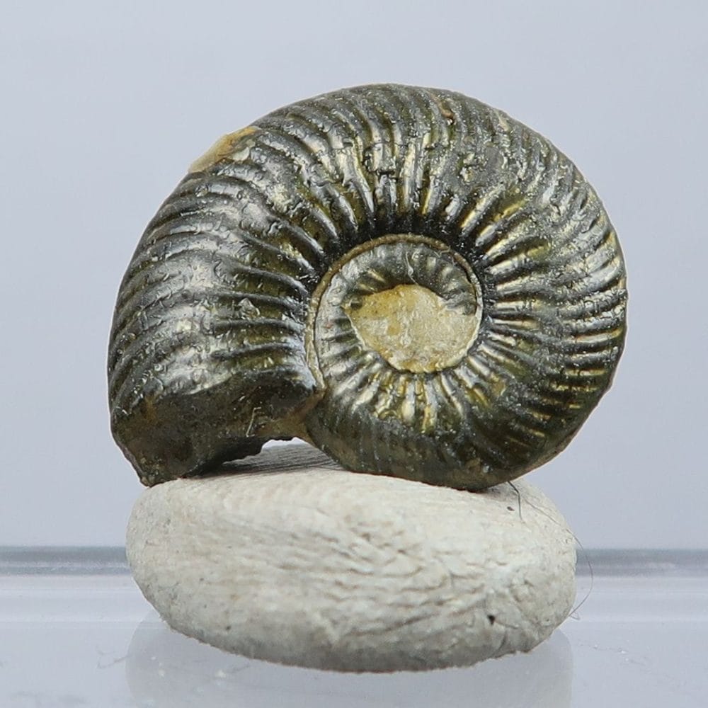 quenstedtoceras lamberti ammonite fossils (2)
