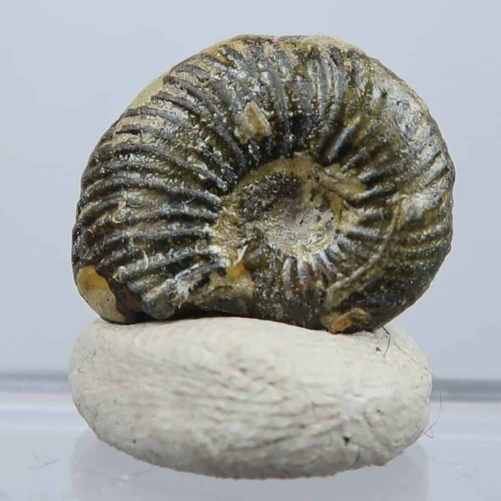 quenstedtoceras lamberti ammonite fossils (3)