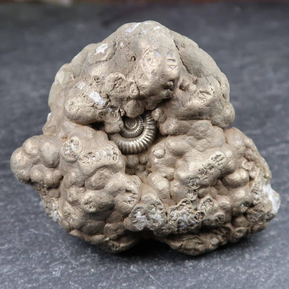 crucilobiceras ammonites from charmouth uk (2)