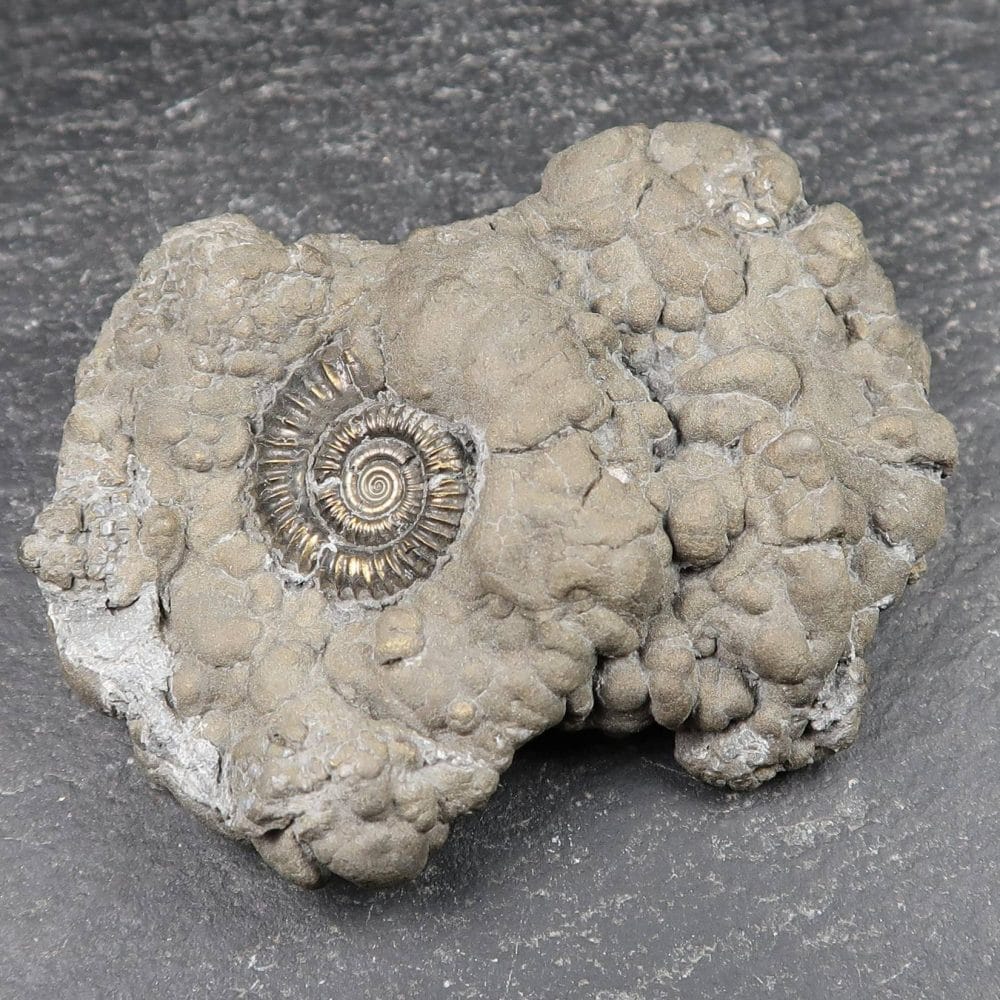crucilobiceras ammonites from charmouth uk (3)