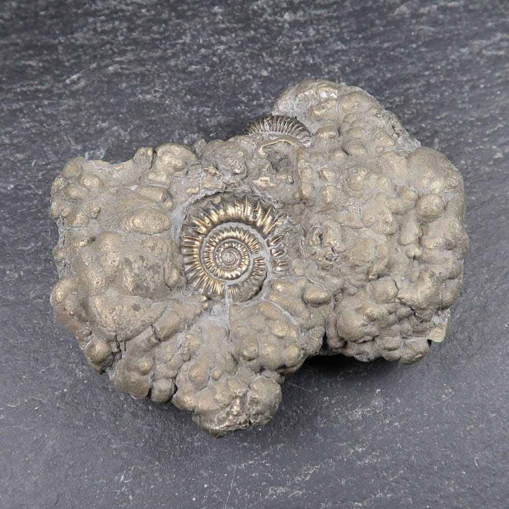 crucilobiceras ammonites from charmouth uk (4)