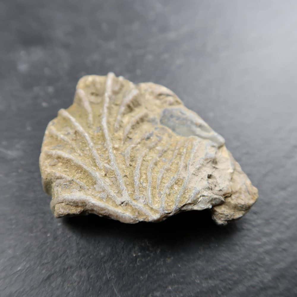 jurassic oyster shell fossils from dorset uk 3