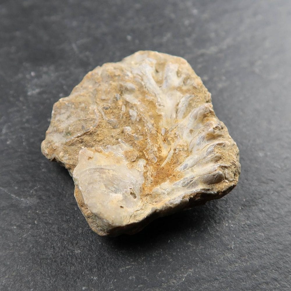 jurassic oyster shell fossils from dorset uk 4