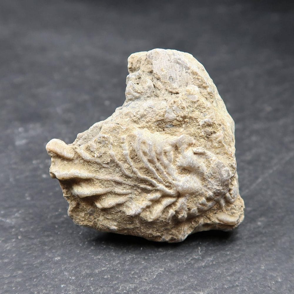 jurassic oyster shell fossils from dorset uk 5