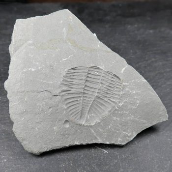 ogyginus trilobites from wales 8