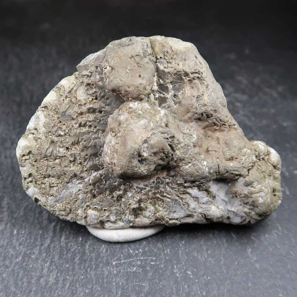 oxynoticeras ammonite 2 (1)