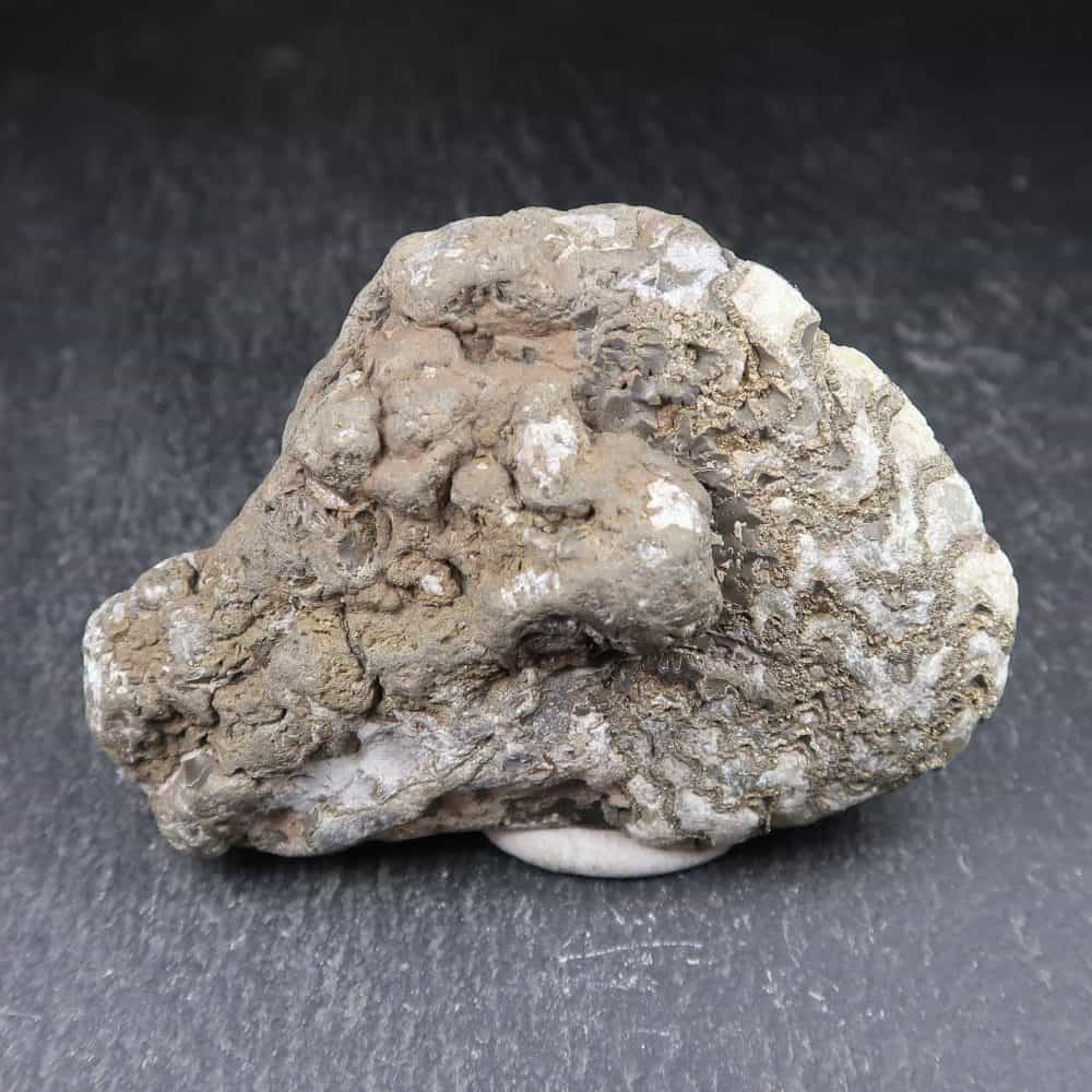 oxynoticeras ammonite 2 (2)