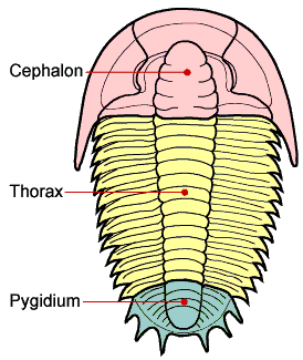 Trilobite section diagram