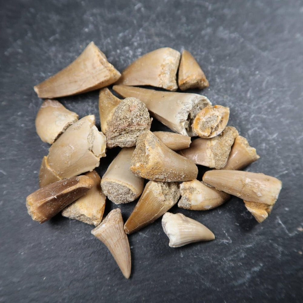 fossilised mosasaur teeth from morocco (4)