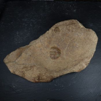 unknown trilobite fossils 2