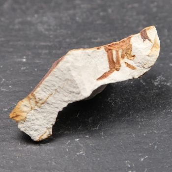pinnixa galliheri fossil crab fragments from monterey formation ca usa 4
