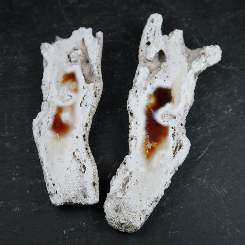 agatised coral pairs from florida usa (2)