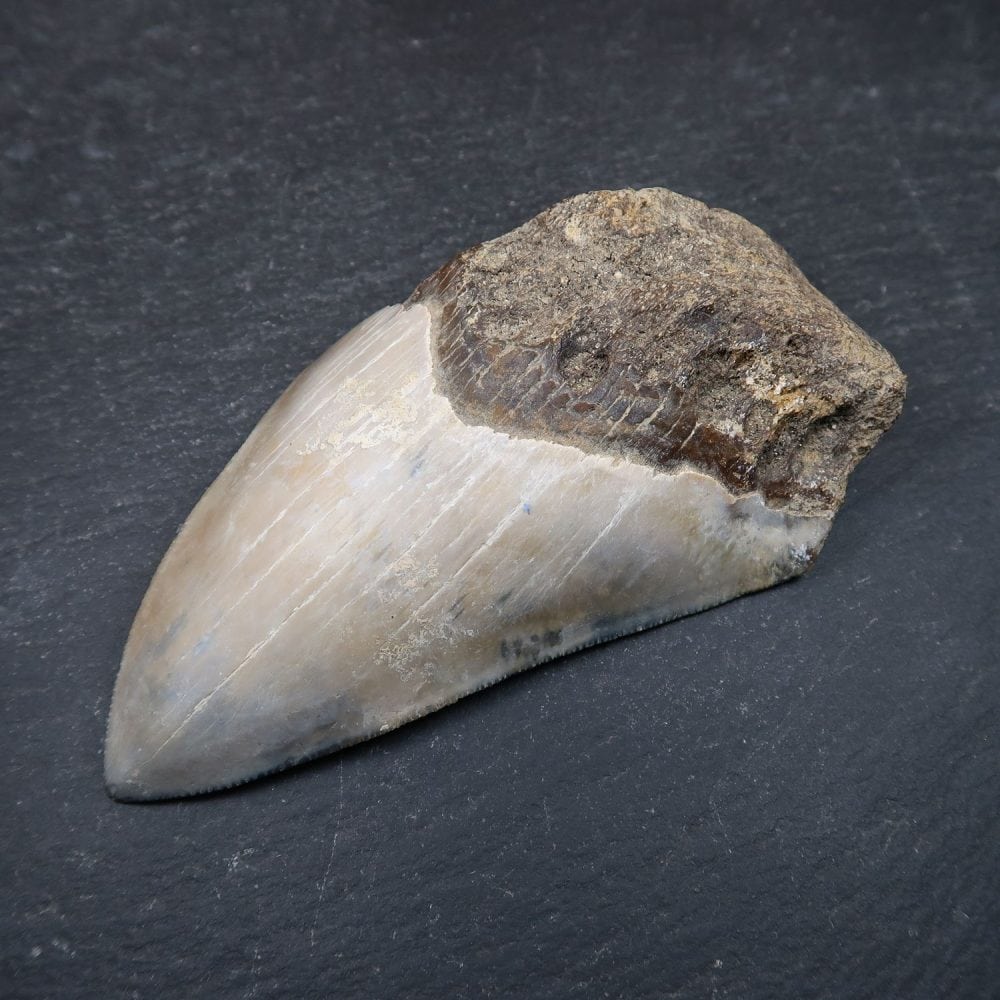 fossilised megalodon teeth