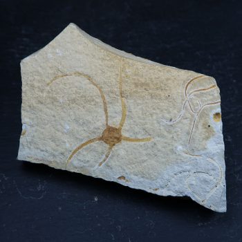 Category for our Starfish and brittlestar fossils for sale in the UK.