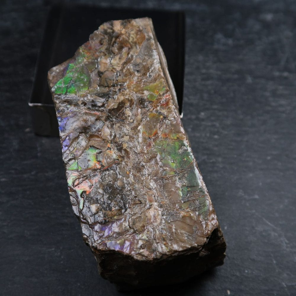 ammolite specimens from canada 10