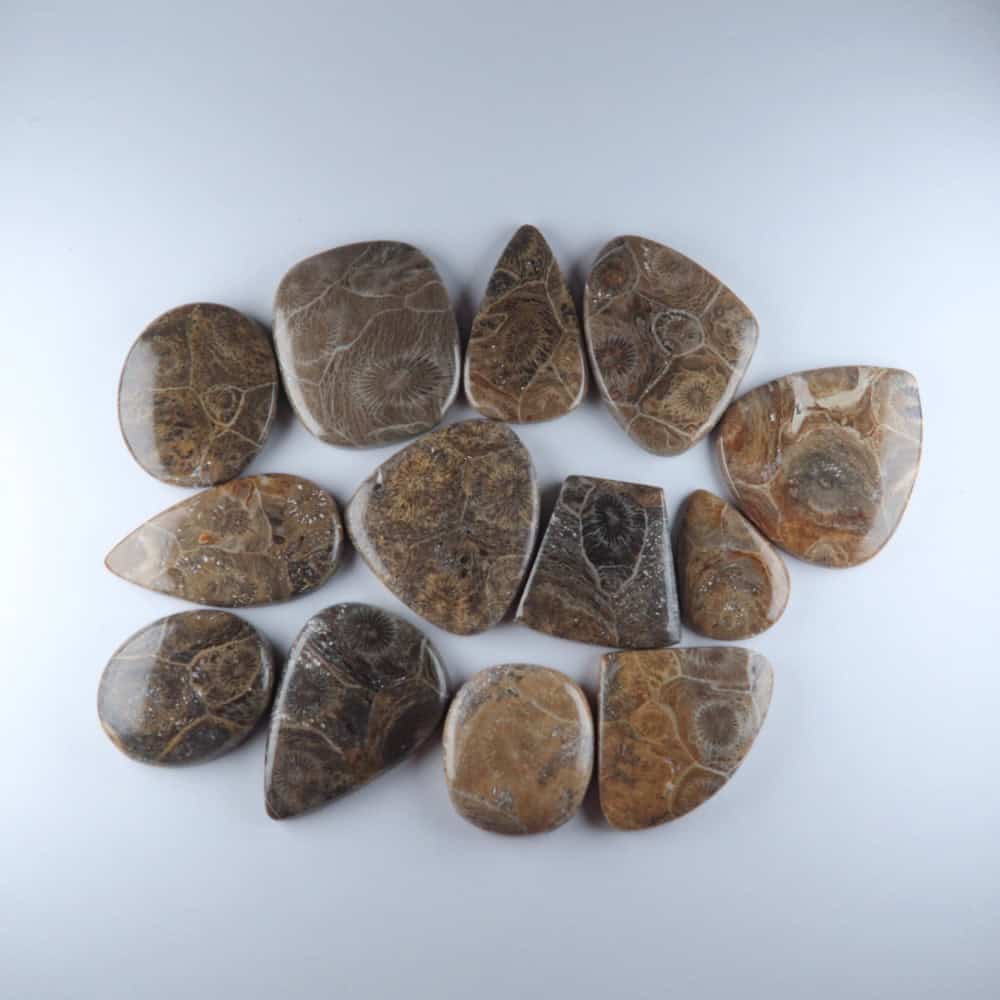 coral cabochons (fossil coral) (parcels)