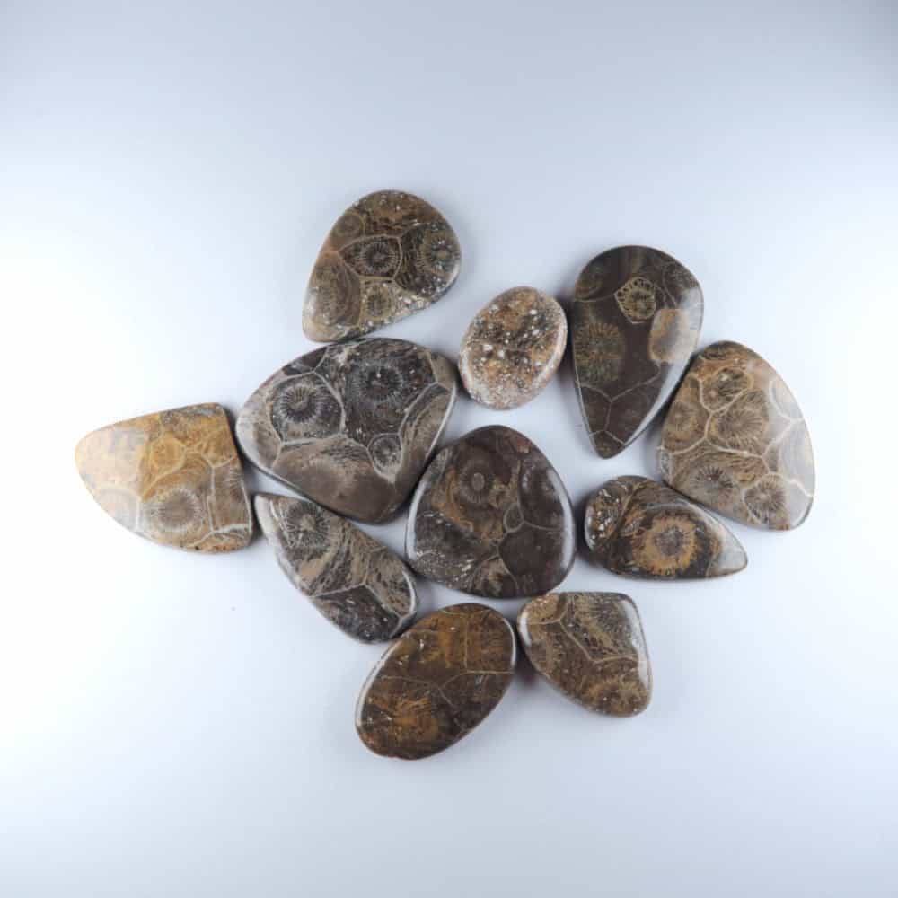 coral cabochons (fossil coral) (parcels)