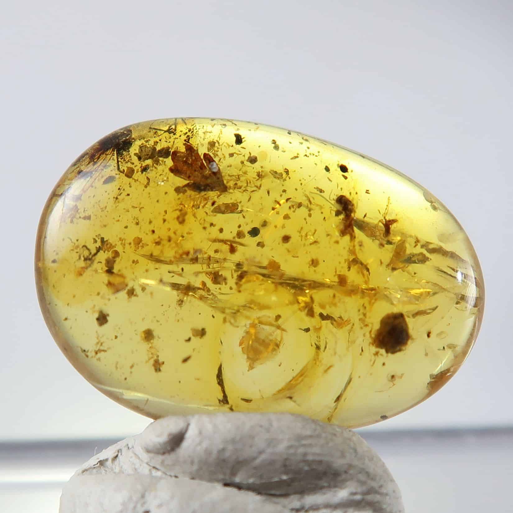 Burmite Amber | Cretaceous Burmese Amber | UK Shop