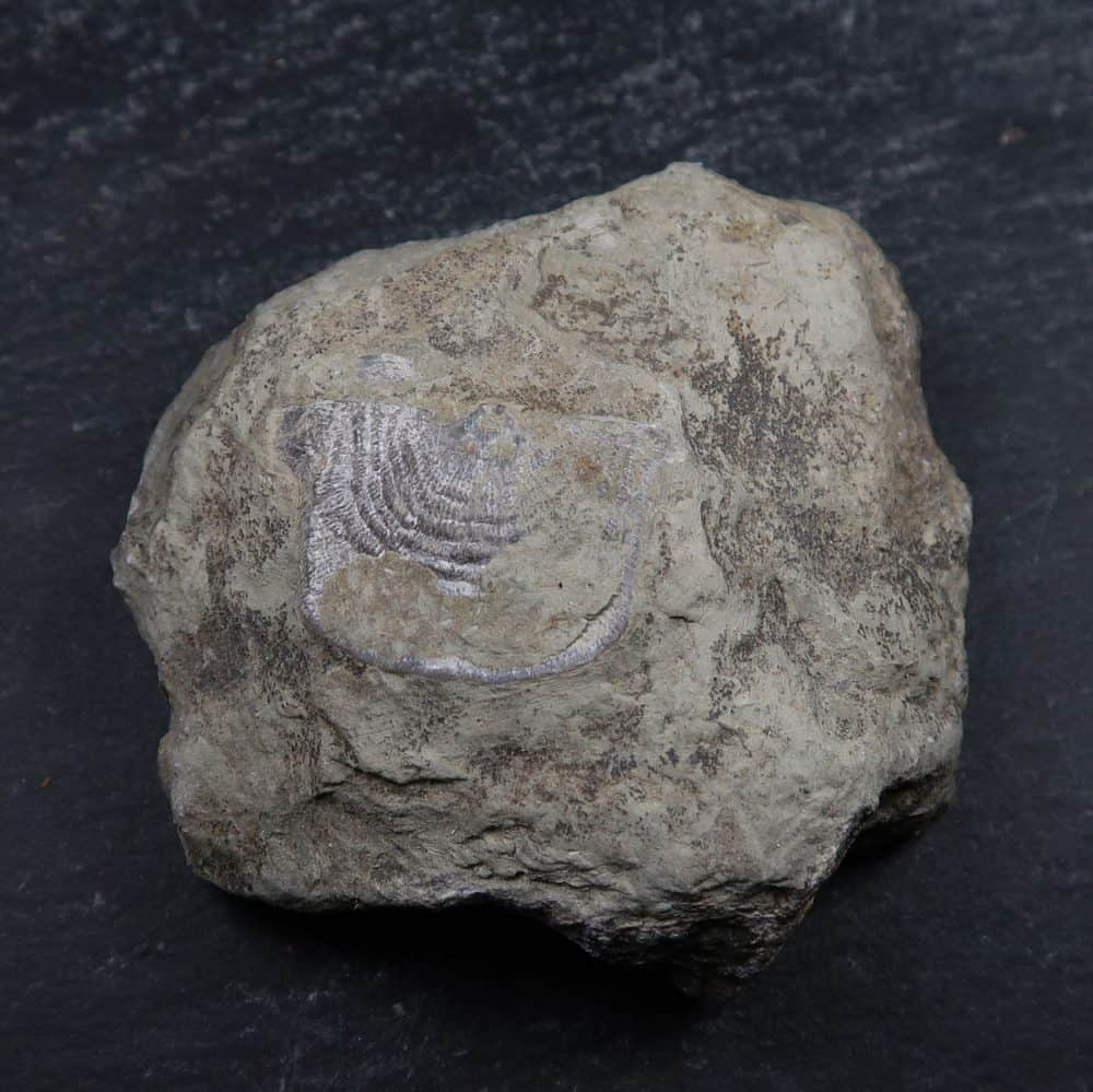 leptaena depressa brachiopod fossils from dudley uk