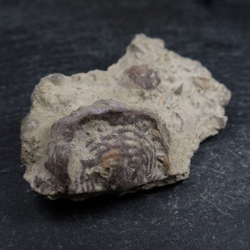 leptaena depressa fossil specimens from the wrens nest dudley 6