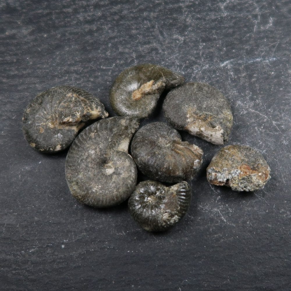 taramelliceras ammonite fossils from the jurassic oxford uk (4)