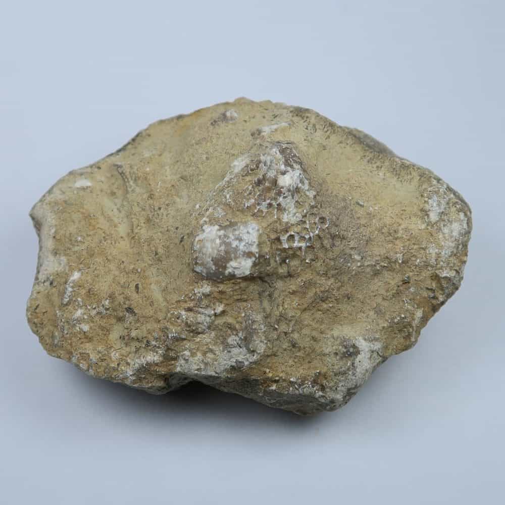 favosites gothlandicus coral fossils from shropshire uk (2)