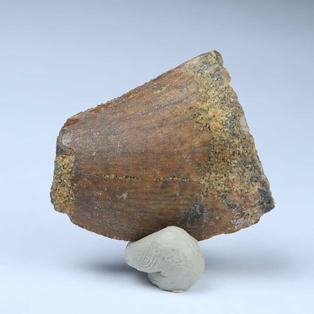 theropod dinosaur tooth fossil from morocco carnosaur or carcharodontosaurus maybe