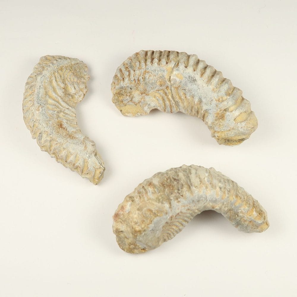 rastellum bivalve fossils from madagascar