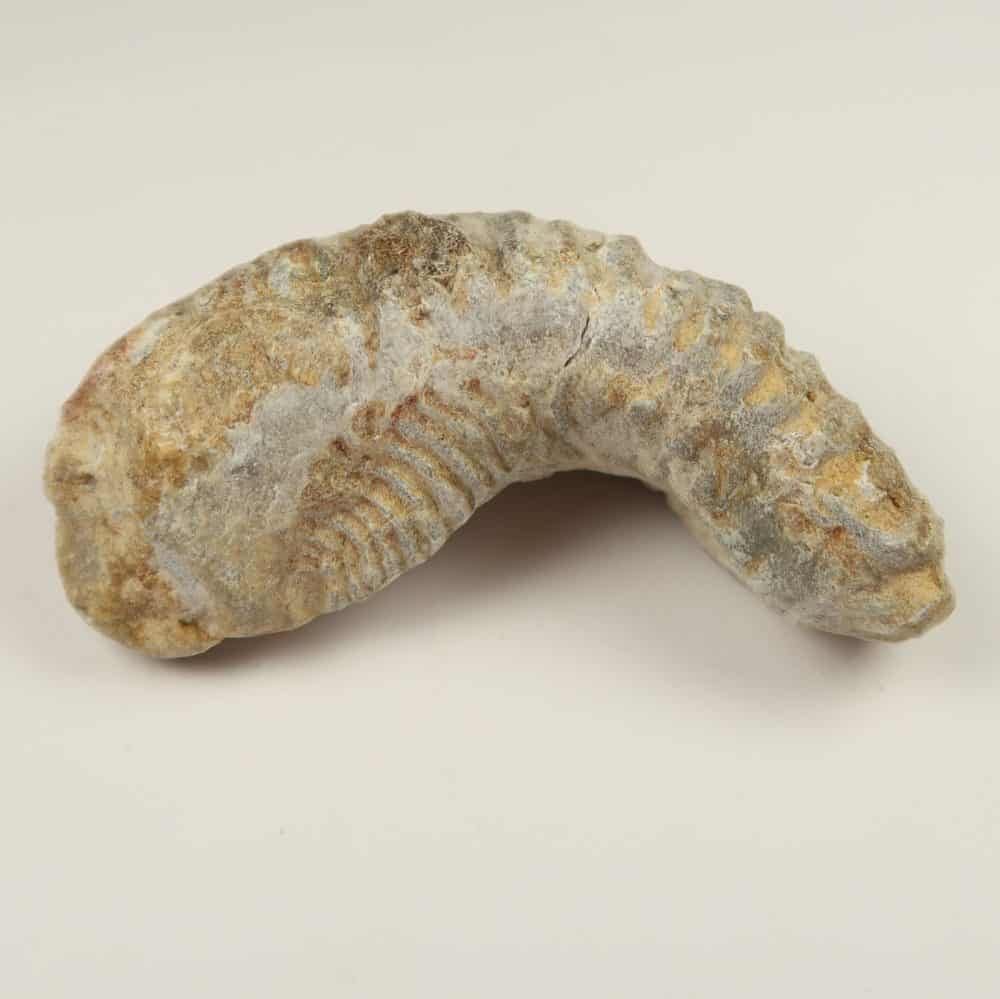 rastellum bivalve fossils from madagascar 5