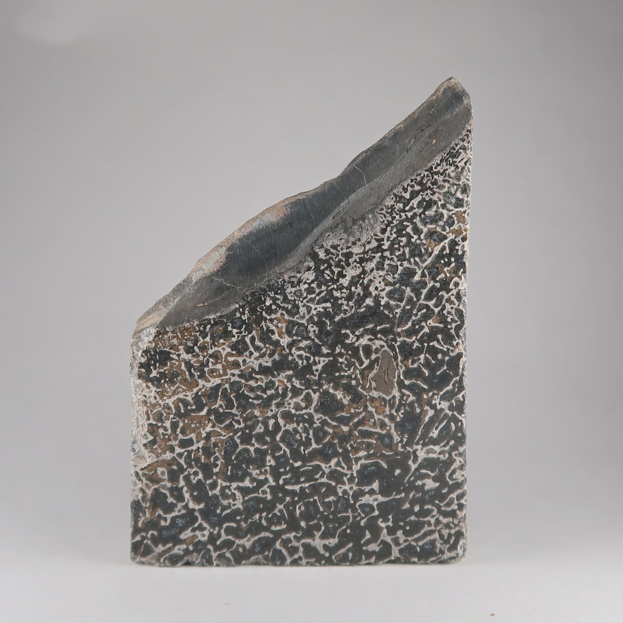 Polished Atlasaurus dinosaur bone slices, Morocco | UK Shop