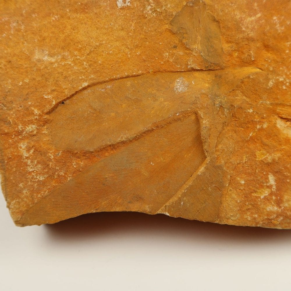 glossopteris leaves fossils from the permian of australia 3