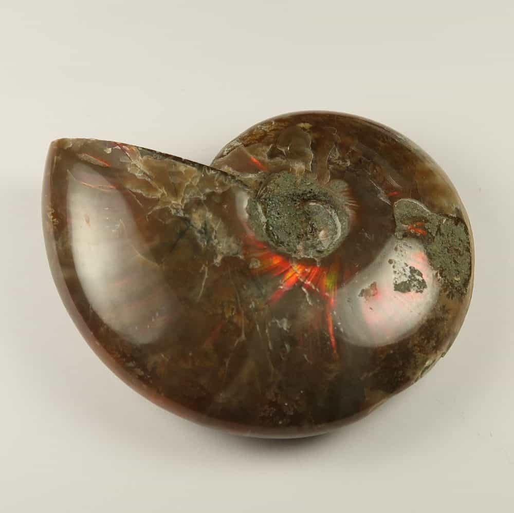 polished ammonites from madagascar 6