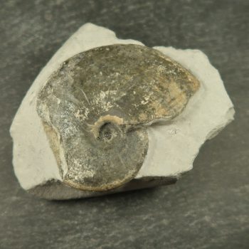 tragophylloceras ammonite fossils from charmouth uk