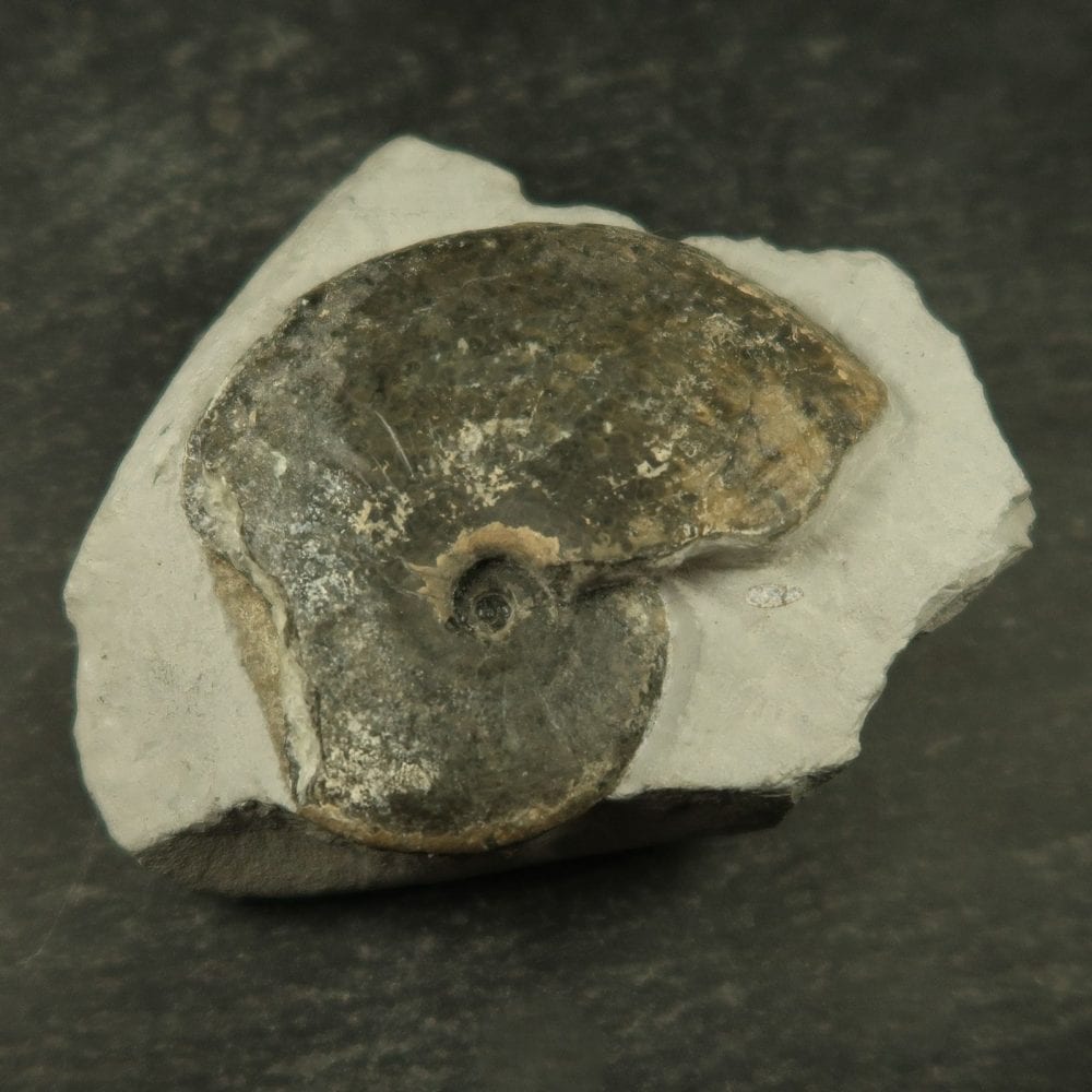 tragophylloceras ammonite fossils from charmouth uk 2